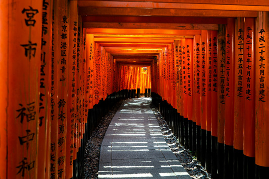 Fioritura dei ciliegi a Kyoto